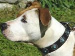 Gorgeous Wide Leather Dog Collar - Fashion Exclusive Design