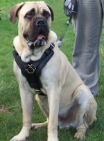 Best Padded Leather Dog Harness for Mastiff - Big Dog Harnesses