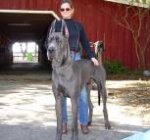 Great Dane Wire Basket Dog Muzzles Size Chart - Great Dane muzzle - Happy William and owner Margo on the picture