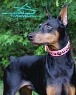 'Pink Gloss' FDT Artisan Leather Dog Collar Presented by Gorgeous Ripley Doberman