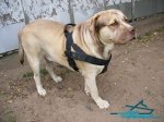 Duke Presents Multifunctional Nylon Dog Harness for Daily Use