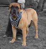 Bullmastiff Big Spiked Dog Harness- Leather Deluxe dog harness