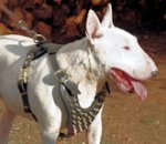 Spiked Walking dog harness made of leather And Created To Fit Bull Terrier and similar breeds - product code H9