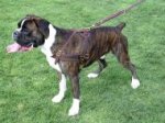 Agitation Leather Dog Harness Padded_46