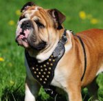 Studded Leather Dog Harness- English Bulldog - H15
