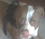 Royo finally received Designed to fit Pitbull - H6 All Weather dog harness for tracking / pulling
