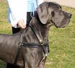 Tracking / Pulling / Agitation Leather Dog Harness For Great Dane H5
