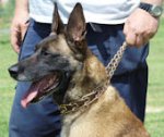 Curogan dog pinch collar fit for Malinois - 50004 (3.25mm) ( Made in Germany )