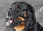 Everyday Light Weight Super Ventilation Rottweiler muzzle - product code M41