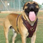 Exclusive Luxurious Handcrafted Padded Leather Dog Harness Perfect for your Bullmastiff H10