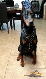 Dobby Looks Cool in Studded Leather Dog Harness of Exclusive Design