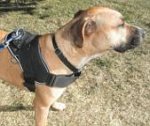 Copper Pitbull Wearing Extra Strong Nylon Harness - H6