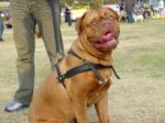 Dogue De Bordeaux Tracking /Pulling Leather Dog Harness