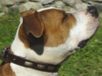 Amstaff Leather Canine Collar with Brass Plates for Walking/Training - Fits Other Large/Medium Breeds