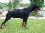 All Weather dog harness for tracking / pulling Designed to fit Doberman - H6
