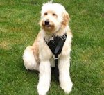 Spinone Italiano Leather Dog Harness - padded dog harness