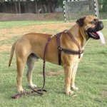Tracking/Pulling Leather Dog Harness-Bullmastiff dog harness