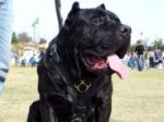 Exclusive Luxurious Handcrafted Padded Leather Dog Harness Perfect for your Cane Corso