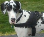 Bentley looks adorable in All Weather Extra Strong Nylon Harness - H6
