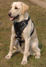 Walking Leather Dog Harness for Labrador Retriever