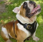 Agitation/walking Leather Dog Harness- english bulldog