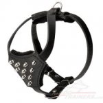 Maximum Control and Reliability Leather Puppy Harness with Spiked Chest