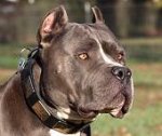 Gorgeous Dave Wearing our War Style Leather Dog Collar for Pitbulls