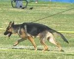 L5 - Leather dog leash_1