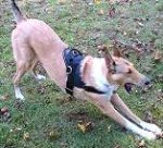 Graham wearing our All Weather dog harness for tracking / pulling Designed to fit Belgian Malinois- H6