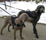 Weimaraner dog harness - Nylon multi-purpose dog training harness