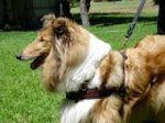 Tracking / Pulling / Walking Leather Dog Harness For Collie H5