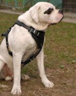 Agitation/Protection Leather Dog Harness for American Bulldog