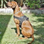 Rhodesian Ridgeback Nylon dog harness pulling training (multi-purpose harness)