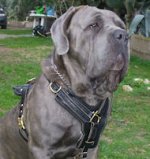 BIG LEATHER DOG HARNESS For MASTIFFS- Padded dog Harness