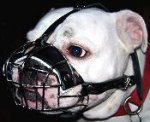 English Bulldog Padded Metal Basket Dog Muzzle - Exclusive Design