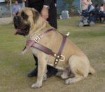 Old English Mastiff Lightweight Leather Dog Harness for Pulling and Tracking