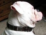 Gorgeous Hector is wearing our War Dog Leather Dog Collar - Like in the movies - c83