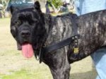 Tracking / Pulling / Walking Leather Dog Harness For Cane Corso H5