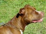 Brass Fur Saver Dog Collar for Pitbulls