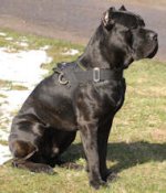 Nylon multi-purpose dog harness for tracking/pulling cane corso