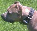 Pitbull Nina looking great with our 2 inch wide Leather Spiked Dog Collar on