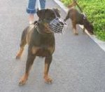 Basket Wire Dog Muzzle Light For Rottweiler - M4light_1