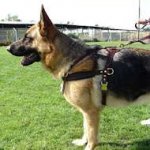 Agitation Leather Dog Harness Padded_29
