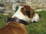 Classic Leather dog collar