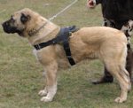 *All Weather Extra Strong Nylon Harness - H6 - Anatolian Shepherd