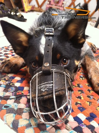 muzzle for blue heeler