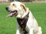 Agitation / Protection / Attack Leather Dog Harness Perfect For Your Labrador H1