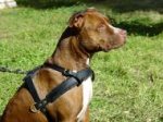 Tracking / Pulling / Agitation Leather Dog Harness For Pitbull