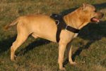 Tracking/Pulling Leather Dog Harness for Amstaff