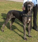 Tracking/Pulling Leather Dog Harness- Great Dane harness